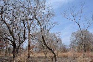 baluran 4 - kabar wisata - seni berjalan