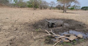 baluran 3 - kabar wisata - seni berjalan