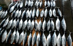Ikan di Pasar Tarempa