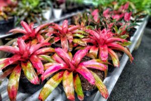 Batam flower festival