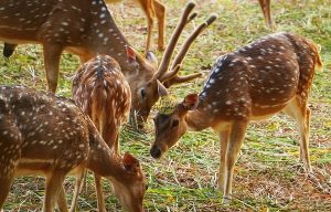 Taman Rusa Sekupang/seniberjalan.com