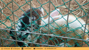 Taman Rusa Sekupang/seniberjalan.com