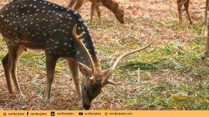 Taman Rusa Sekupang/seniberjalan.com