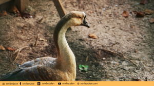 Taman Rusa Sekupang/seniberjalan.com