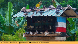 Taman Rusa Sekupang/seniberjalan.com