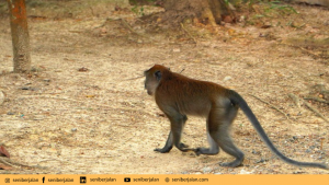 Taman Rusa Sekupang/seniberjalan.com