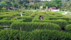 kebun-jambu-madu-batam