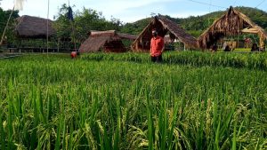 pondol-jambu-madu-marina