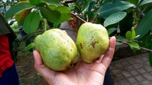 "sawah jambu madu batam. jpeg"