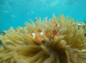 Snorkeling di Labuan Bajo