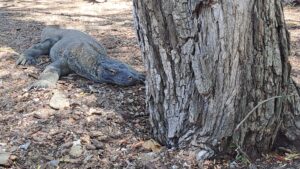 Pulau Komodo
