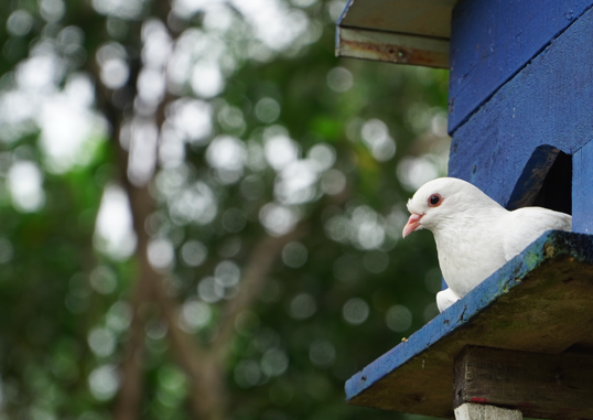 Kandang Burung Agro Piknik Marina