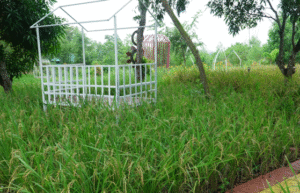 Pesawahan Agro Piknik Marina