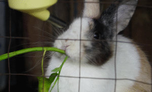 Memberi makan kelinci