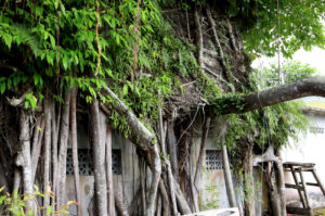 Banyan Tree Temple