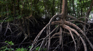 Mangrove Bakau Serip (seniberjalan)