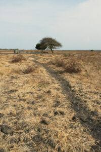 Taman Nasional Baluran (seniberjalan)