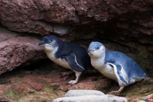 Pōhatu Penguins