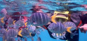 Snorkeling di Pulau Rubiah Aceh/seniberjalan