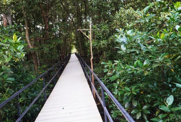Mangrove Pandang Tak Jemu