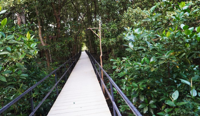 Mangrove Pandang Tak Jemu