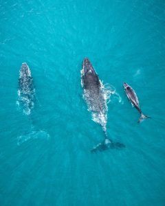 Humpback Whales